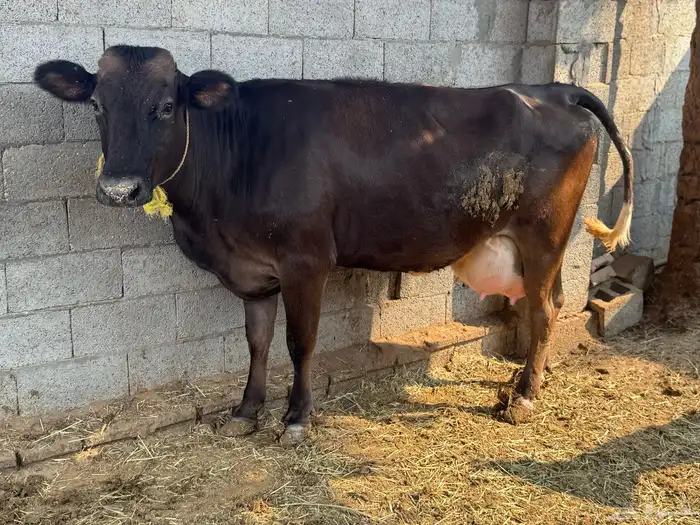 بقره جيرسية تحتها عجله 1