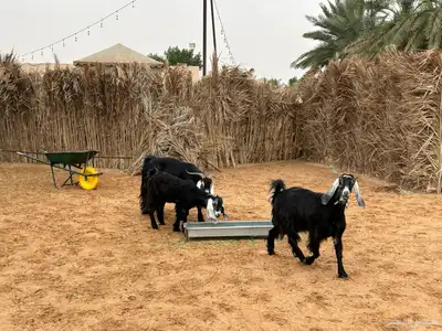 معزا عوارض index