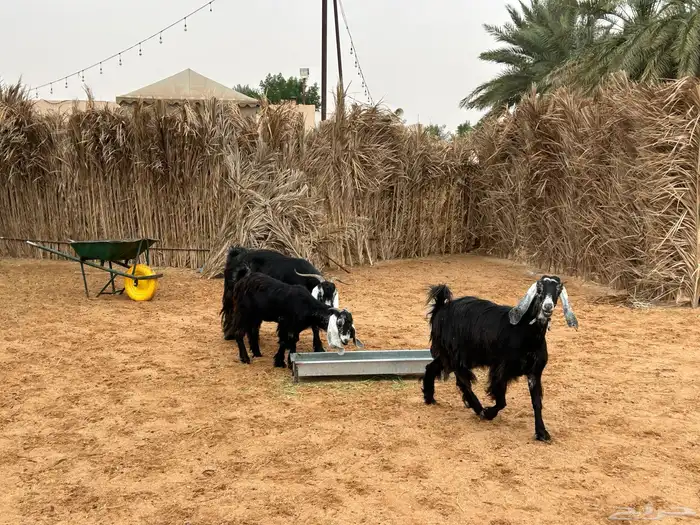 معزا عوارض 5