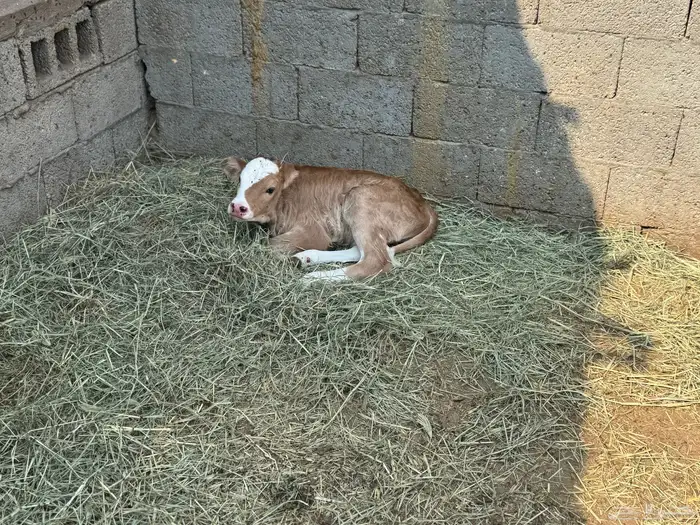 بقره جيرسية تحتها عجله 5