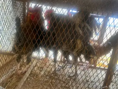 ديكة بلدي للبيع index