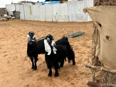 معزا عوارض index