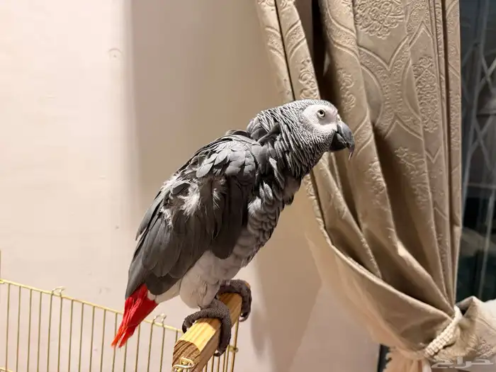 ببغاء كاسكو 0