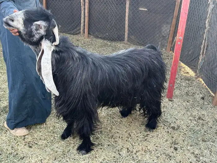 تيس فحل عارضي 0