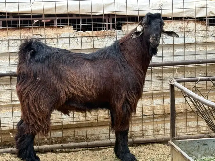 تيس اصمع احمر 3