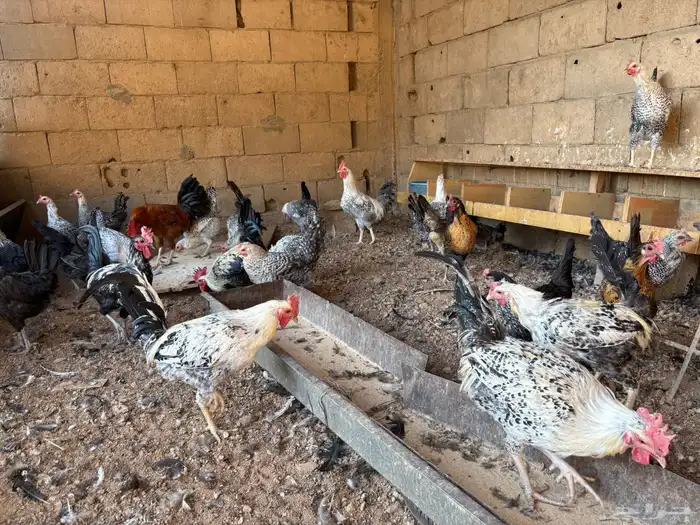 دجاج بلدي للبيع 5
