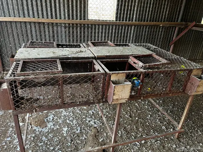 بطريات أرنب 6