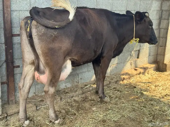 بقره جيرسية تحتها عجله 4