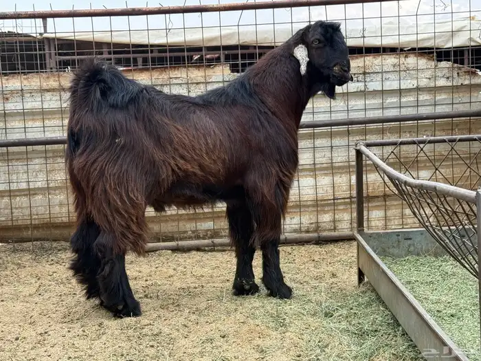 تيس اصمع احمر 0