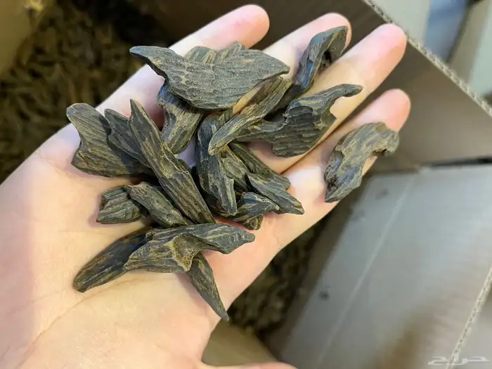 عود بنتلي العربية 1