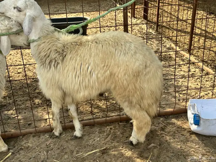 خروفين للبيع 4