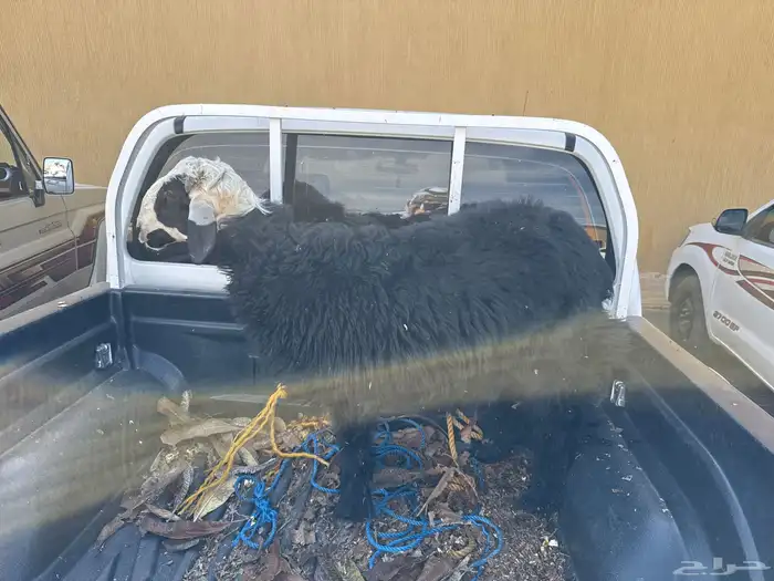 خروف سمين و طيب 0