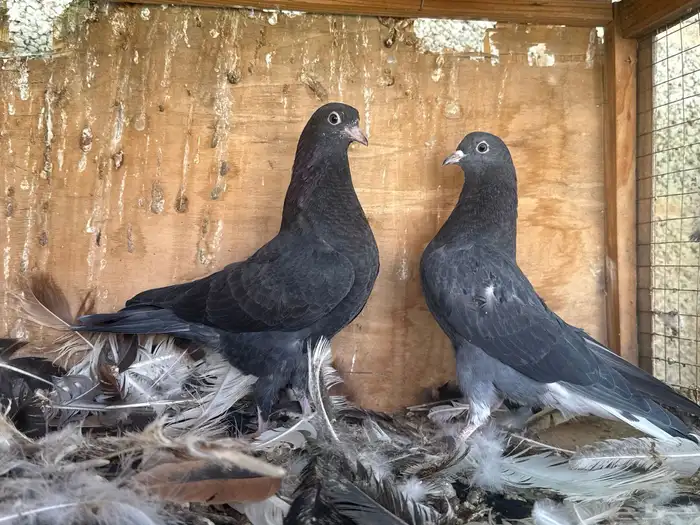 طبات قطايف نوادر 2