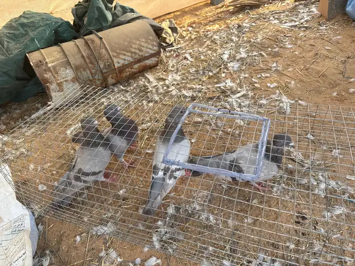 جوزين فرنسي سلفر 0