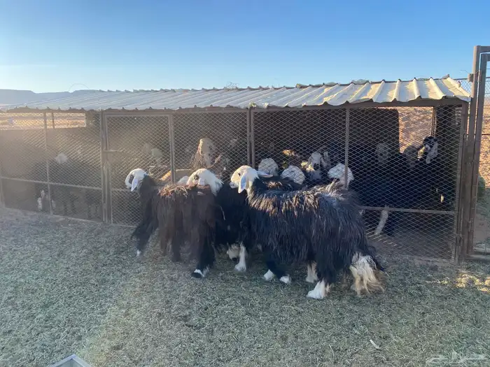 نعاج حيل لللبع 2