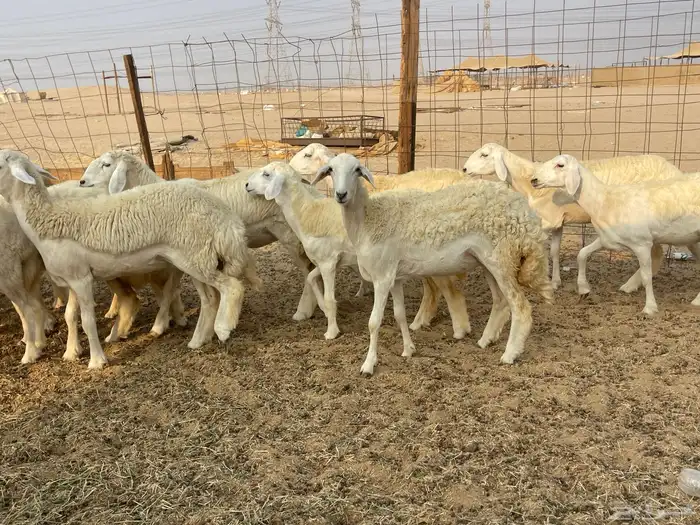 للبيع رخال فواخر 4