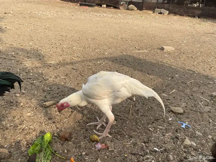 دجاج باكستاني 2