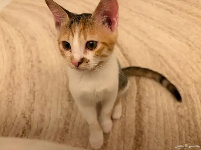 cute kitten 0