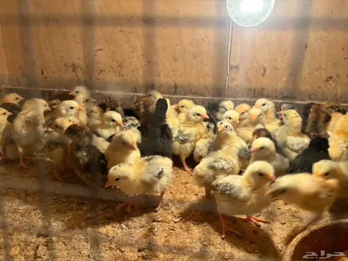 صوص دجاج الحد (ريالين ونص) 1