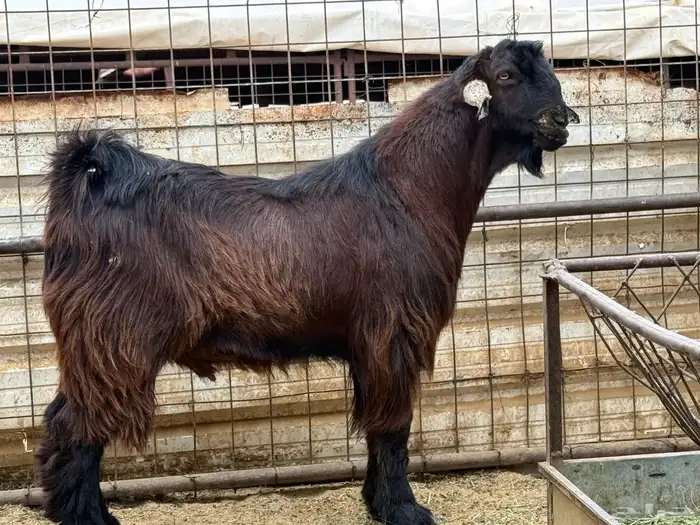 تيس اصمع احمر 4