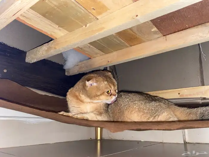 للبيع قطو انتاج انثى العمر ست شهور لون ملكي وزي مانت شايف 3