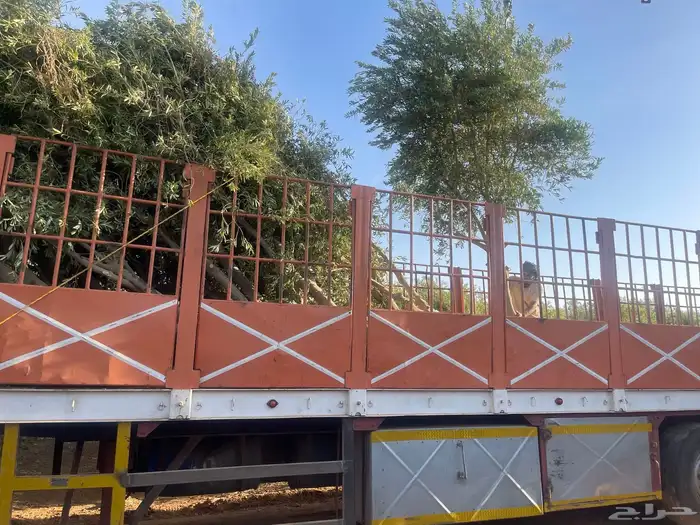 اشجار زيتون مثمرة وشتلات صغيرة 26