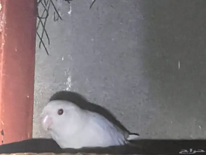 روز البينو 4 و احد ازرق 2