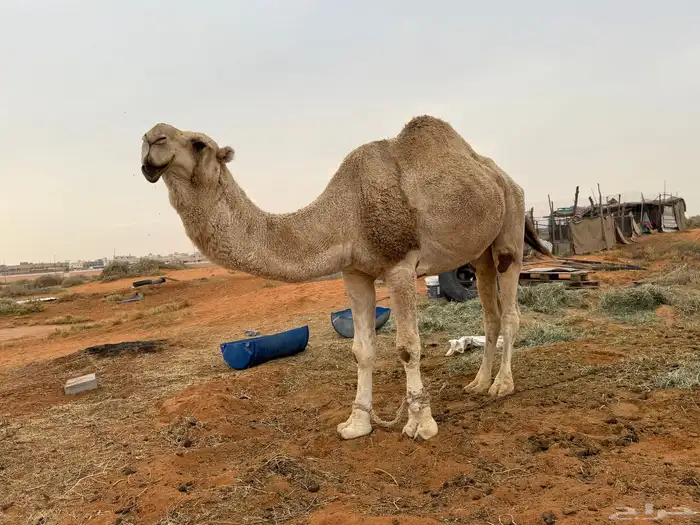 للبيع فحل اوضح 0