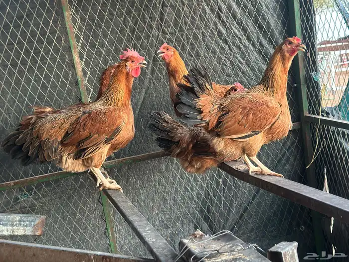 بيض دجاج فرنسي احمر كلومبي بيور ضخم 8