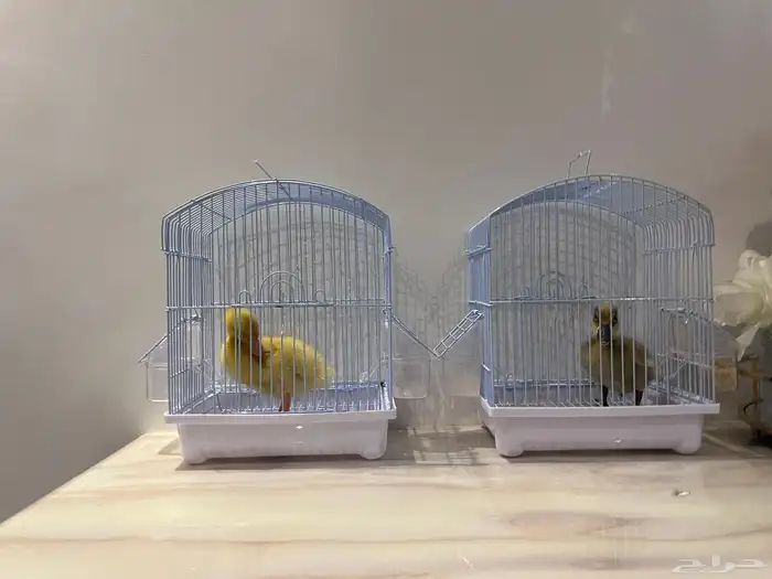 بطاطات للبيع 0