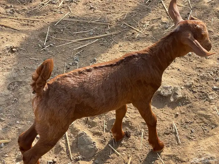 تيوس تربية للبيع 2