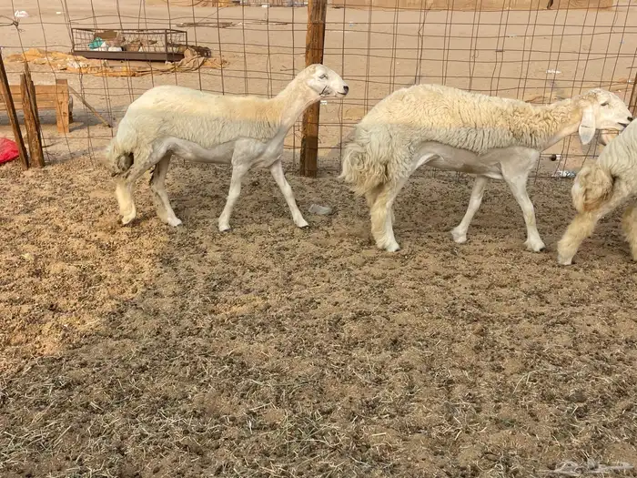 للبيع رخال فواخر 6