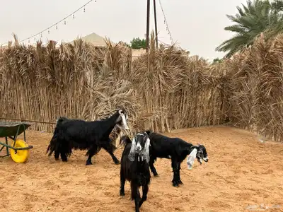 معزا عوارض index