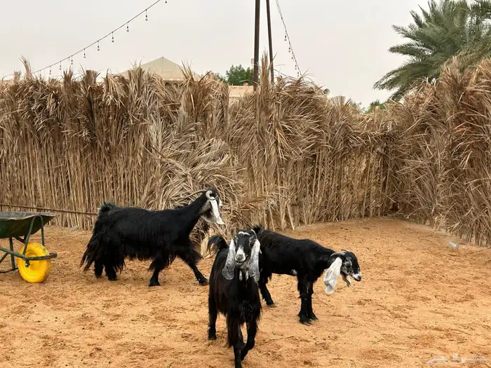 معزا عوارض 4