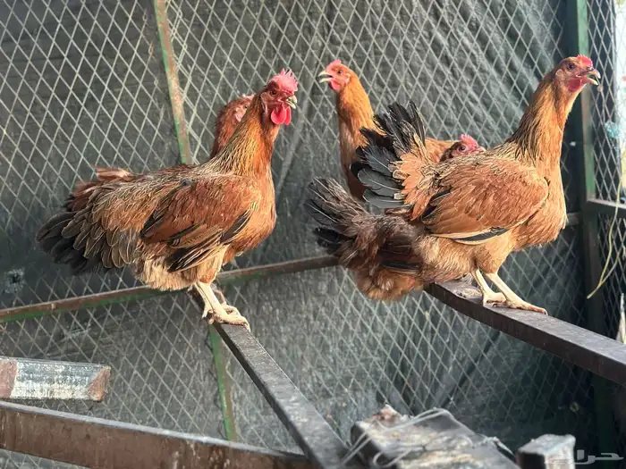 بيض دجاج فرنسي احمر كلومبي بيور ضخم 7