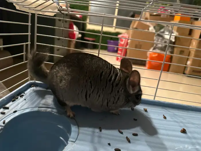 شانشيلا ذكر للبيع مع جميع مستلزماته 1