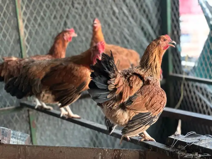 بيض دجاج فرنسي احمر كلومبي بيور ضخم 6