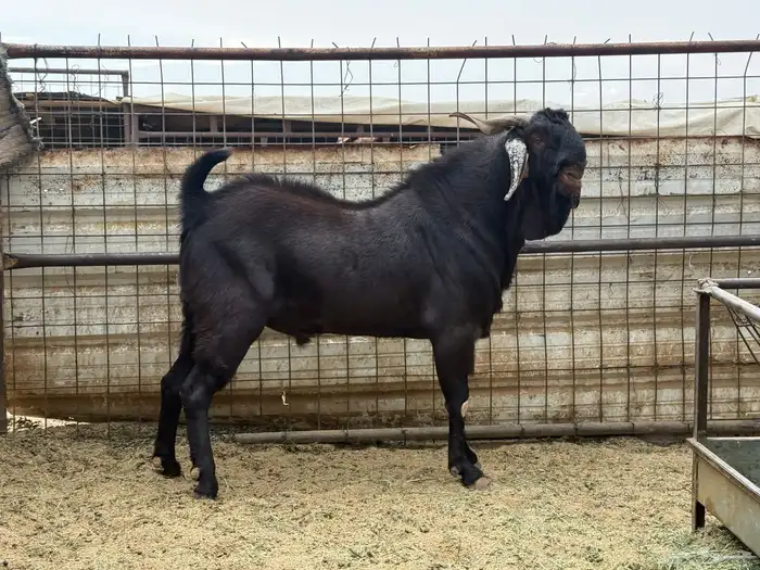 تيس محايلى مشروك طيب جد جدا 0