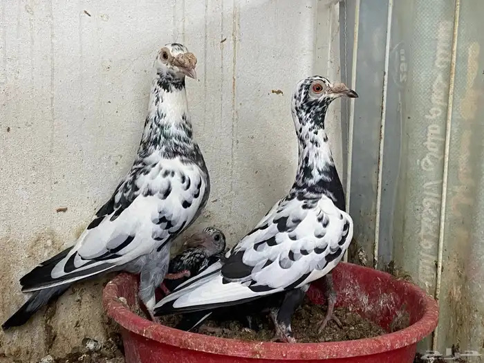 ازواج حمام بانتاجهم للبيع 2