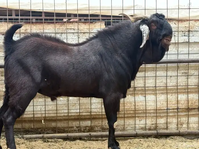 تيس محايلى مشروك طيب جد جدا 5