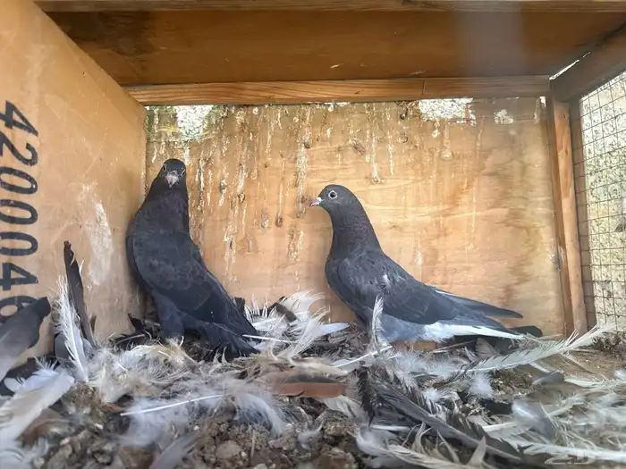 طبات قطايف نوادر 4