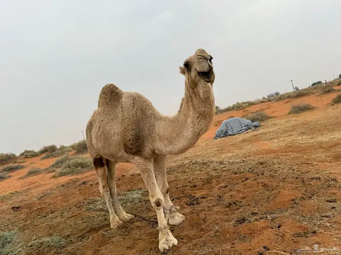 للبيع فحل اوضح 1