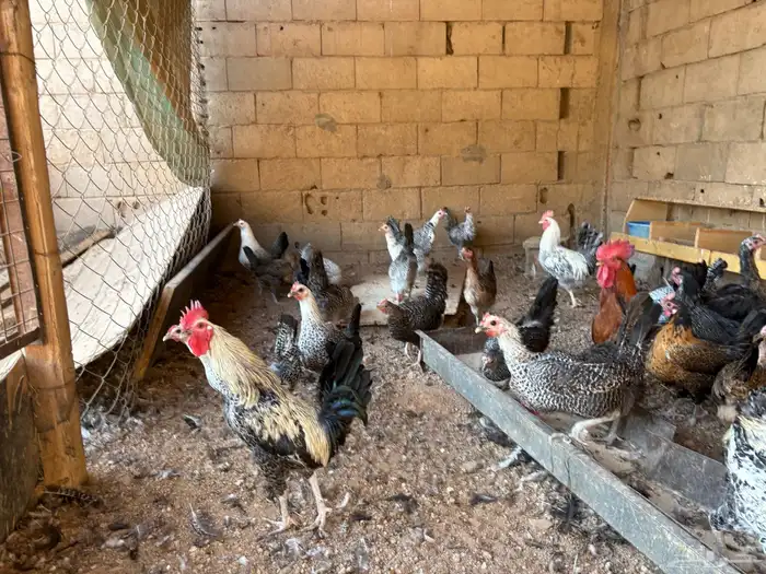 دجاج بلدي للبيع 1