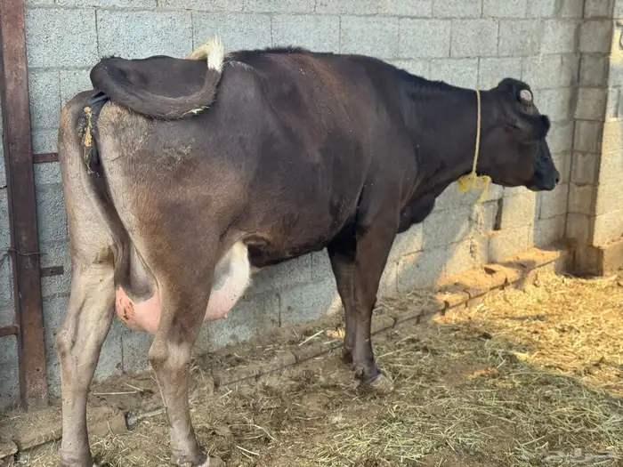 بقره جيرسية تحتها عجله 3