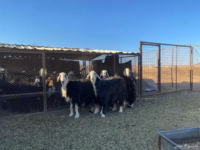 نعاج حيل لللبع 1