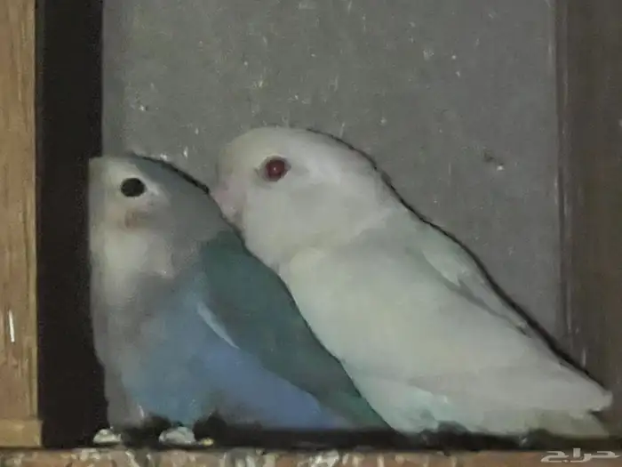 روز البينو 4 و احد ازرق 3