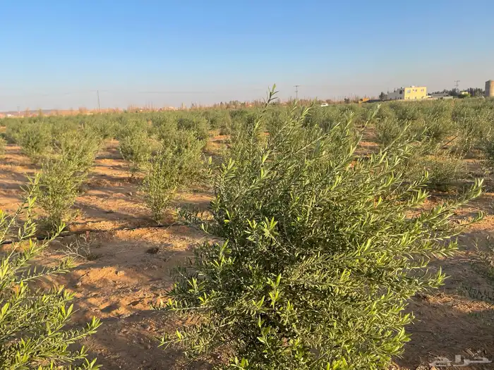 اشجار زيتون مثمرة وشتلات صغيرة 4