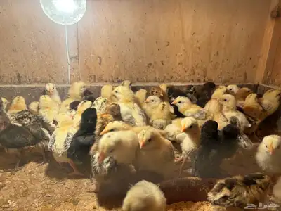 صوص دجاج الحد (ريالين ونص) index