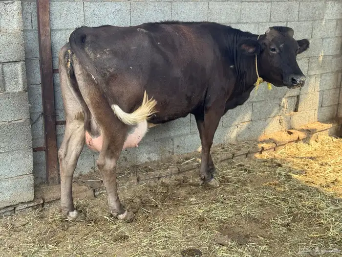 بقره جيرسية تحتها عجله 2