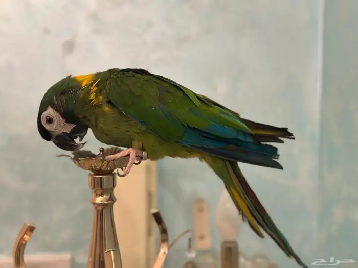 ببغاء ميني مكاو 4